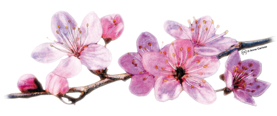 fleurs_pommier